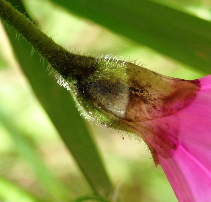 Convolvulus althaeoides / Vilucchio rosso